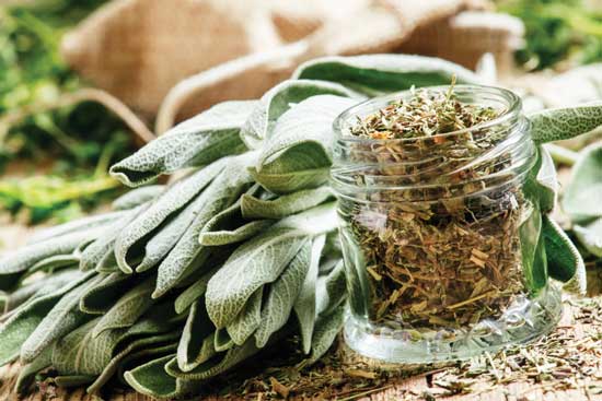 Sage is an easy-growing perennial traditionally used to improve memory.